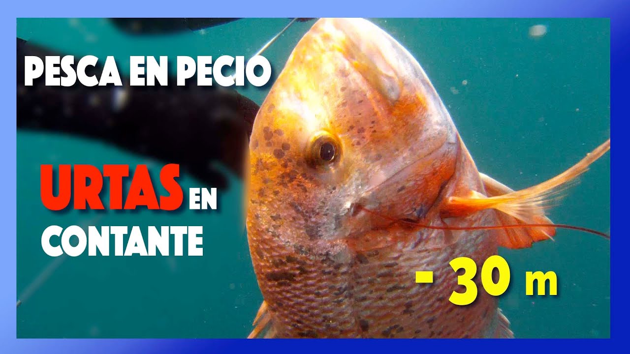 ✅🔝Pesca en Pecio - URTAS en constante