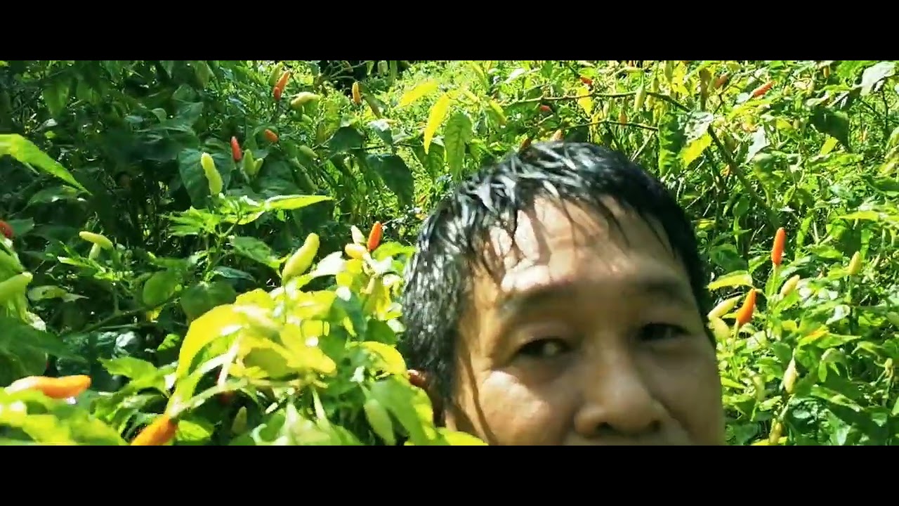 MDA014-Ớt Xiêm Trắng Vườn Mộc Tiên