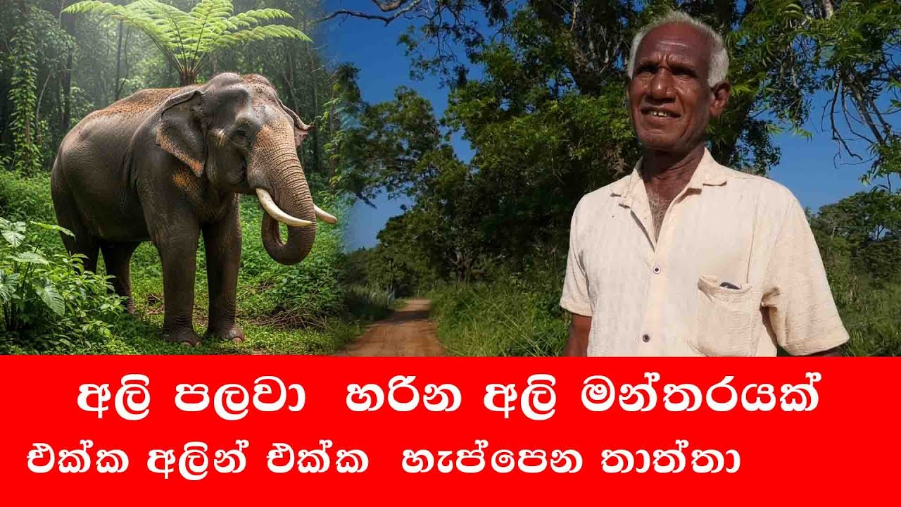 අලින් එක්ක කොටින් එක්ක හැප්පුණු තාත්තා