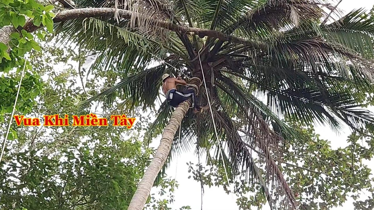 Vua Khỉ (Ba Tùng) treo đọt và bật gốc nguyên cây Dừa cao hơn 20 mét (Giant tree saw)