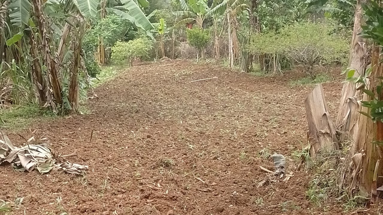 Arando a terra para plantar hortaliças 🌱