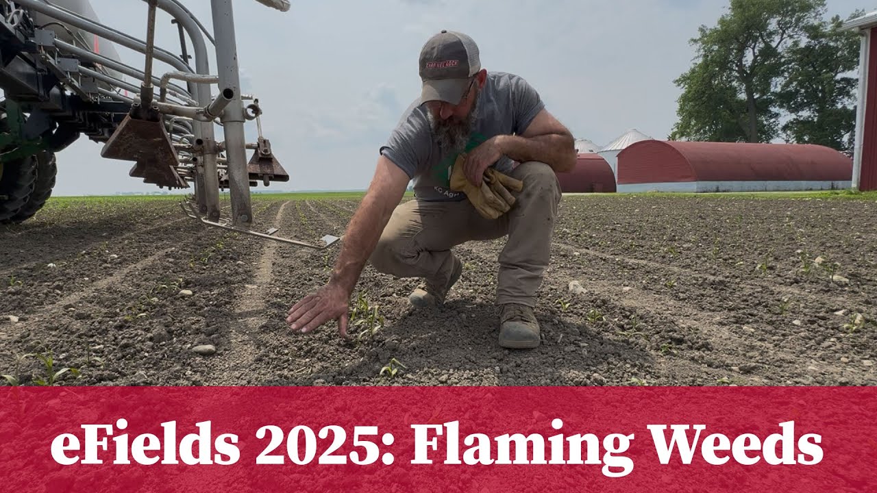 eFields On-Farm Research 2025: Flaming Weeds