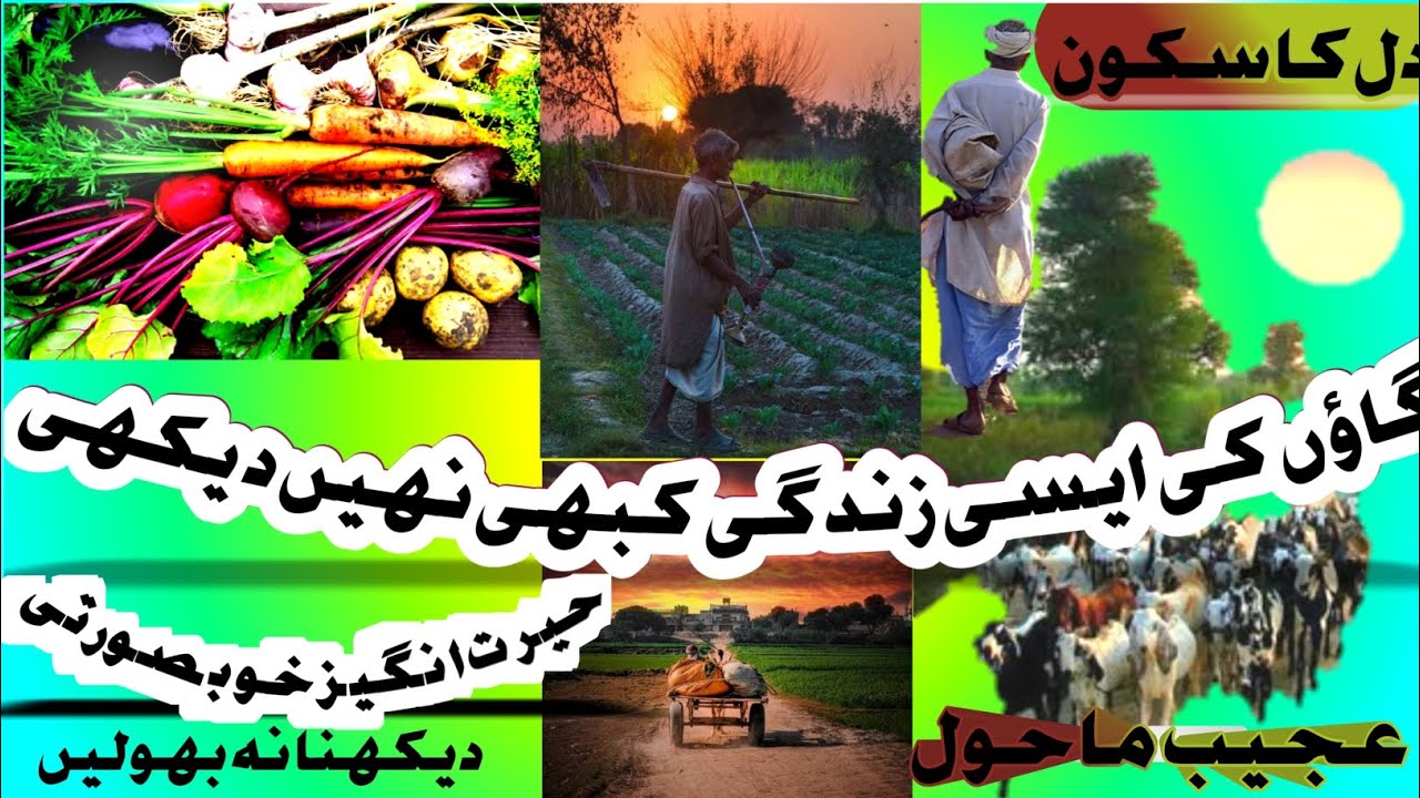 Desi village life 🏚️Fresh vegetables 🍅🥦🦋Fun With Relaxed environment🏞️.