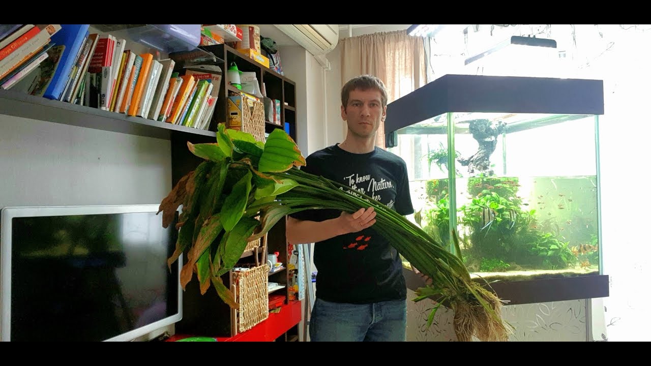 #аквакубик Прощай, эхинодорус!