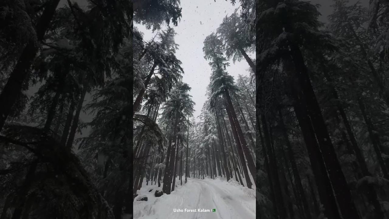 Magical Snowfall in Usho Forest Kalam- Swat Valley 🇵🇰 - Winter wonderland