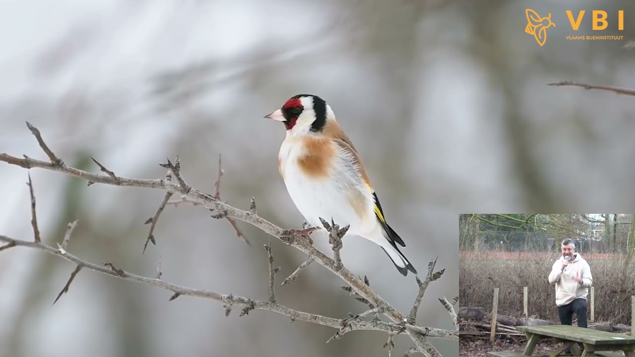 Vogels helpen