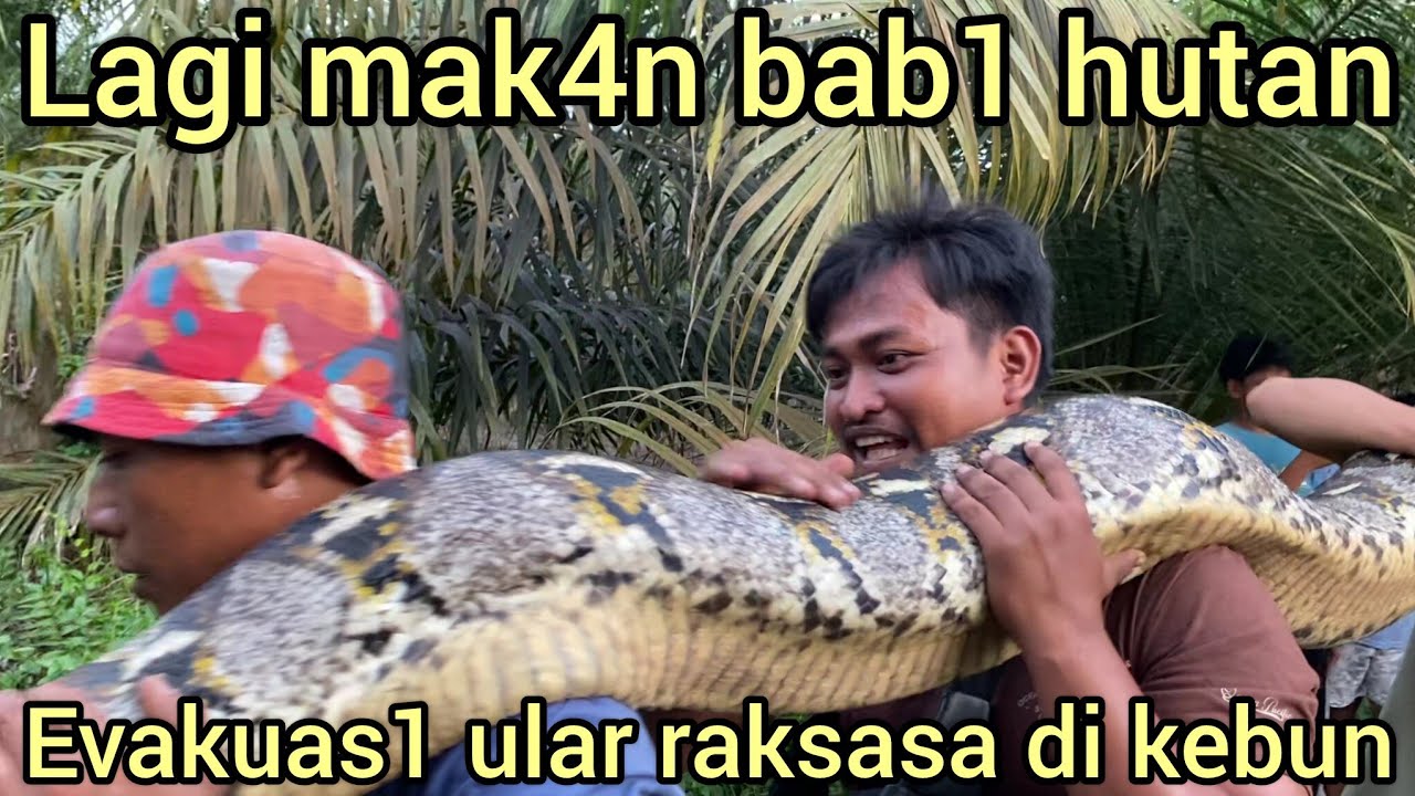 MENEGANGK4N EVAKUAS1 ULAR PYTHON RAKSASA MEMAK4N BAB1 HUTAN DI DEKAT RUMAH WARGA SEREM JUGA