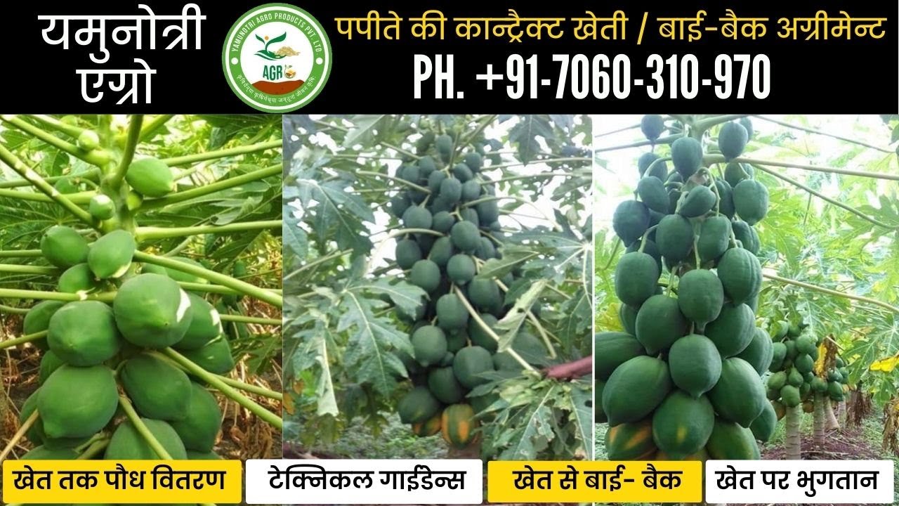 1.  पपीते की कांट्रैक्ट खेती , खेत से बाई बैक, खेत पर पेमेंट