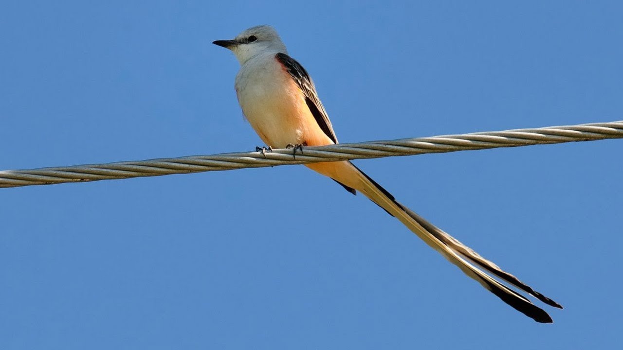 Small birds with long tail feathers - 2018