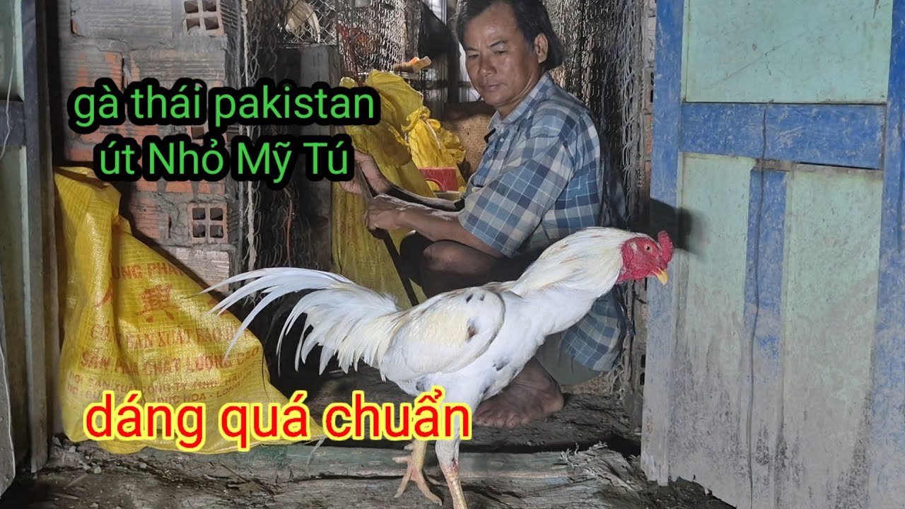 Ga giống Thái pakistan dáng qua đẹp -gà út nhỏ Mỹ Tú