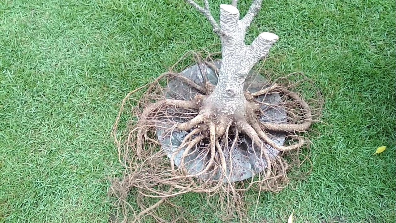 LANJUT PART 03 | PROGRAM AKAR BONSAI BERINGIN KIMENG (Ficus Microcarpa)