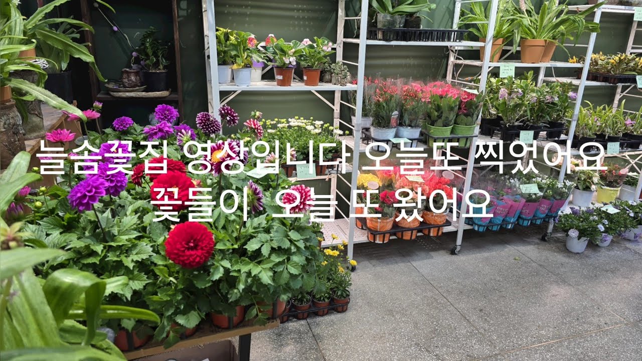 3월 17일 늘솜꽃집 영상입니다 오늘또 영상 올려요 모자라는것이 있어 가지고 왔어요 내일 수요일 오후에 또 영상 올라갑니다
