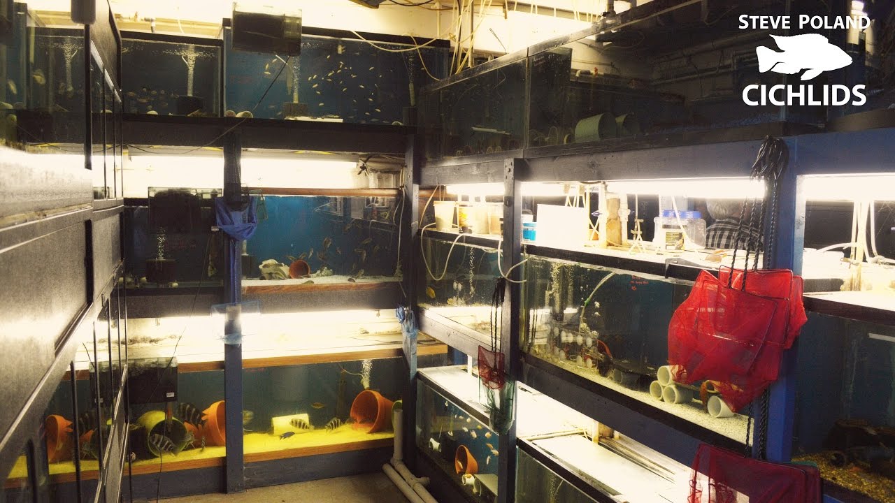Tour of My Favorite Local African Cichlid Breeder