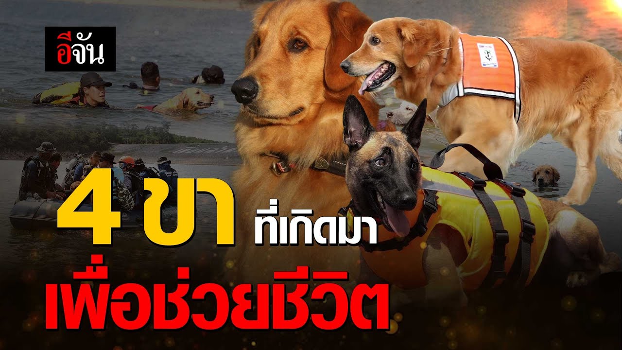 สุนัข K-9 สัตว์ 4 ขา ที่เกิดมาเพื่อช่วยชีวิต | อีจัน EJAN