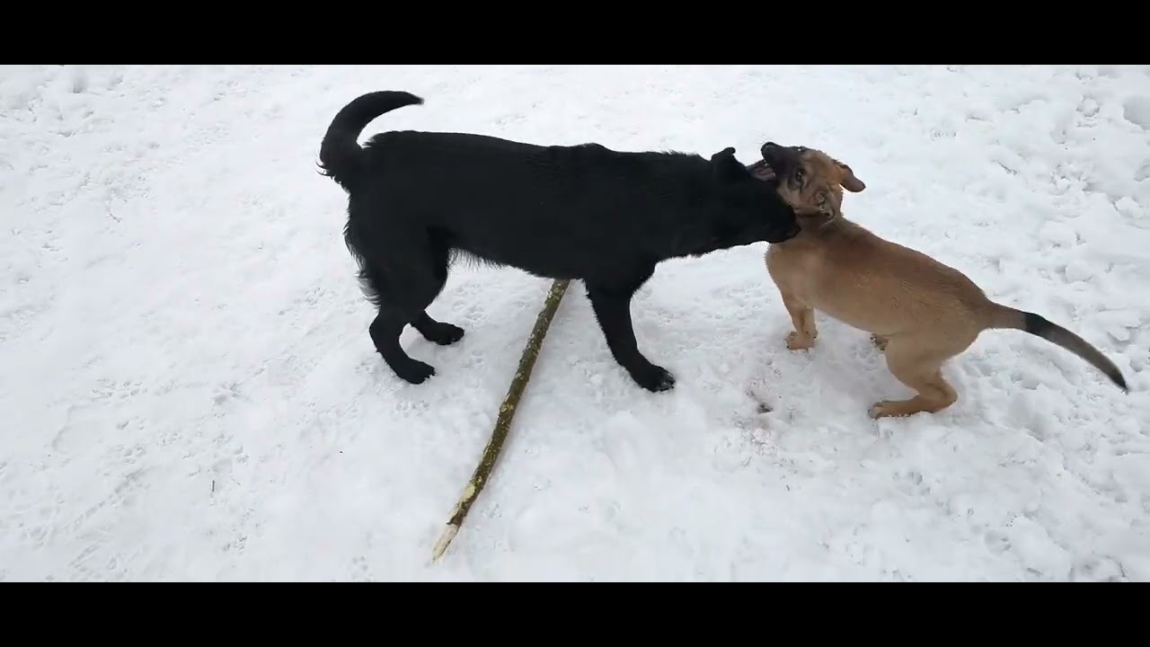 Hunde i sne. #valp #hund #puppy #welpe #dogs #dog #snow #sne #schnee #щенок #perro #pies #artsnaik 
