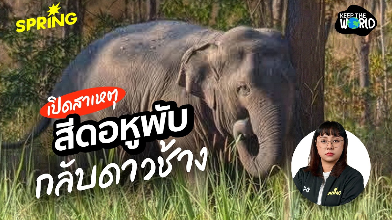 เปิดอก! คุยกับอธิบดีกรมอุทยานฯ เหตุ ‘สีดอหูพับ' ล้ม | KEEP THE WORLD | SPRiNG