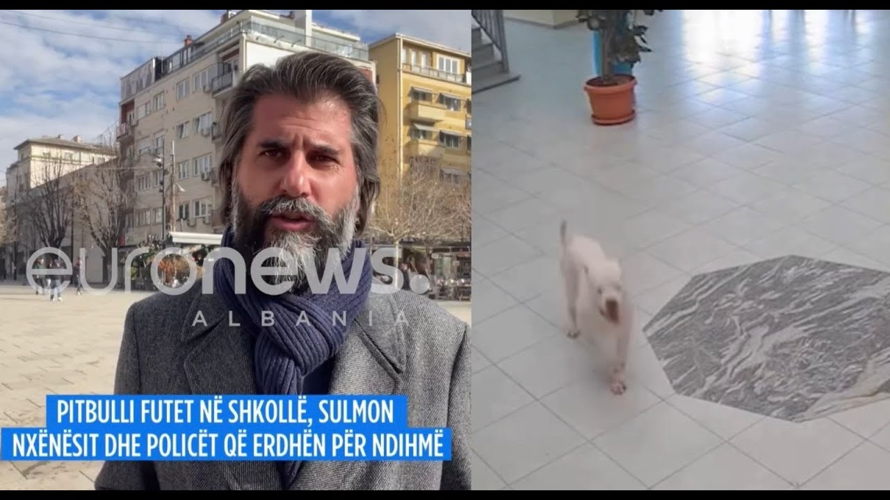 Tmerr në Kosovë! Pitbulli i tërbuar futet në shkollë dhe sulmon nxënësit e mësuesit…
