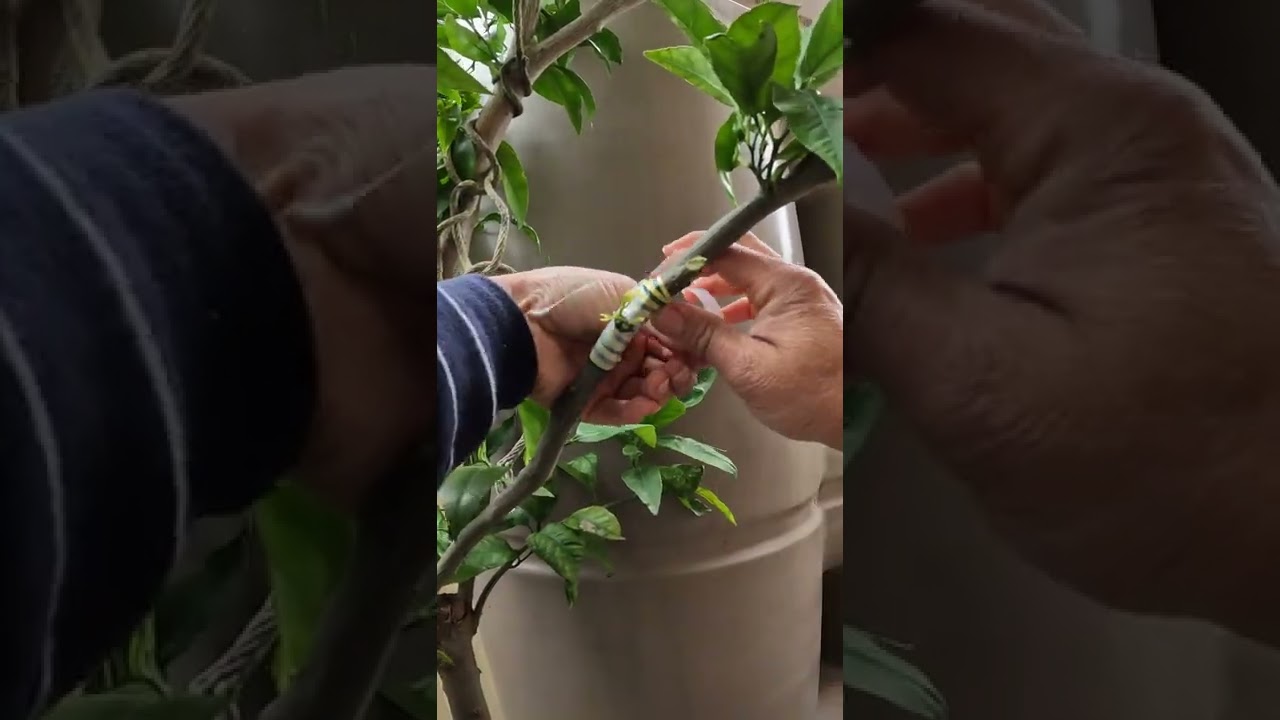 grafting orange on mandarin tree 🍃