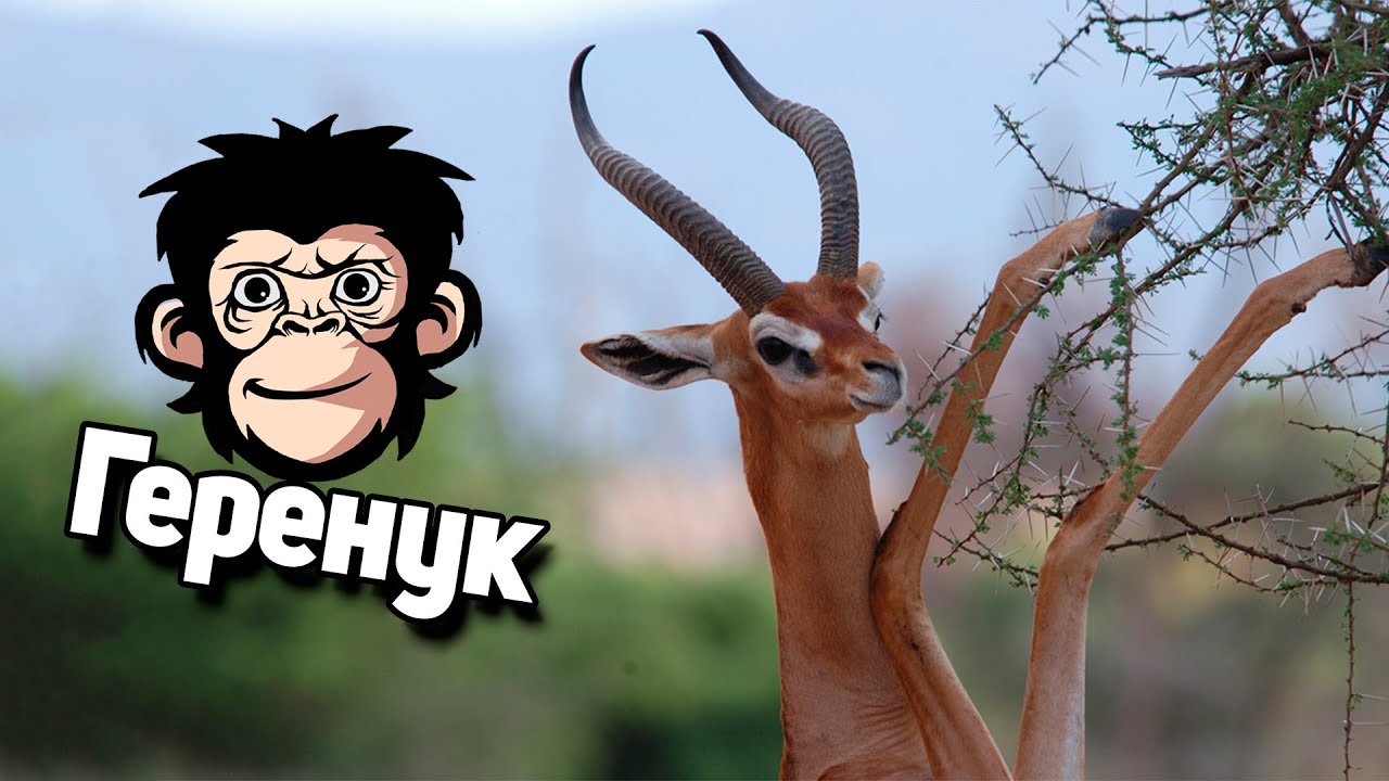 Геренук - антилопа которая стоит на двух ногах! 10 интересных фактов