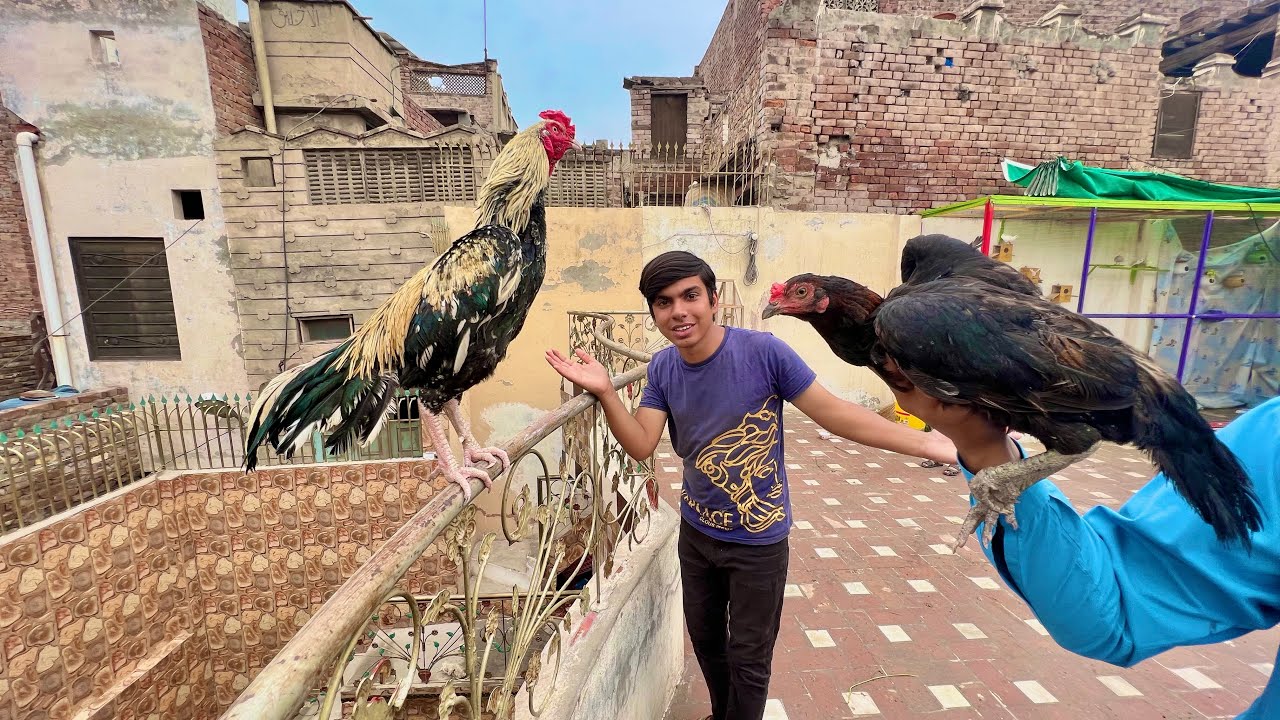 Finally Babli Ka Lea Aseel Murga La Aiy 😍