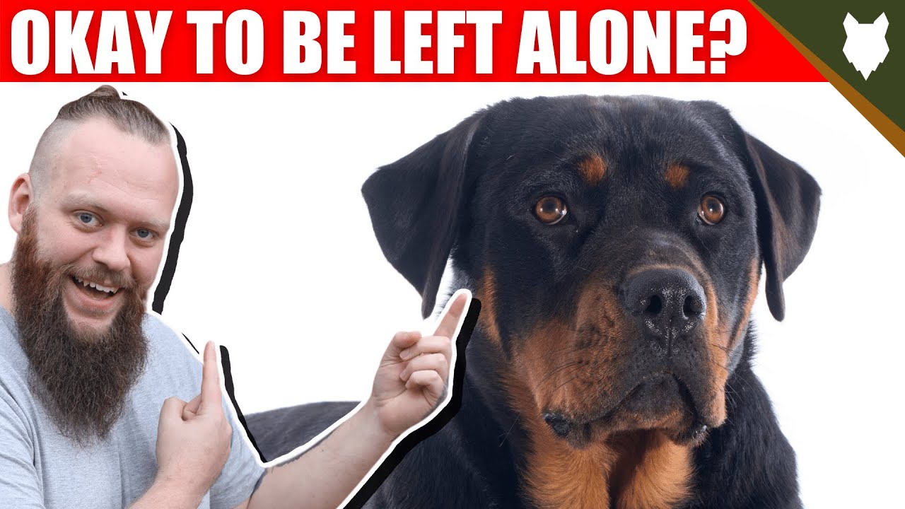 Can My ROTTWEILER Be Left Alone
