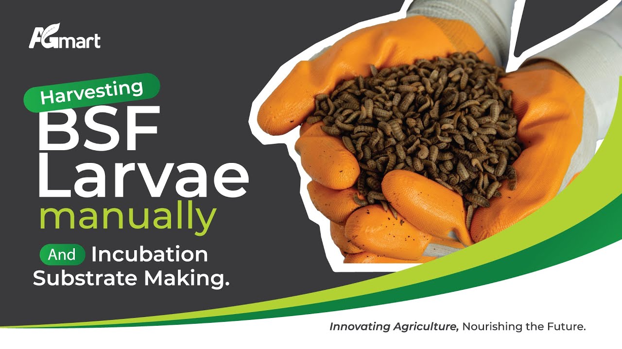 Agmart BSF: Harvesting BSF Larvae Manually and Incubation Substrate Making.