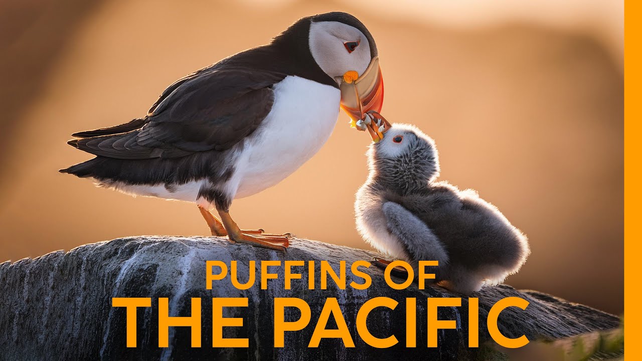 Meet the Puffins: The Most Adorable Seabird!