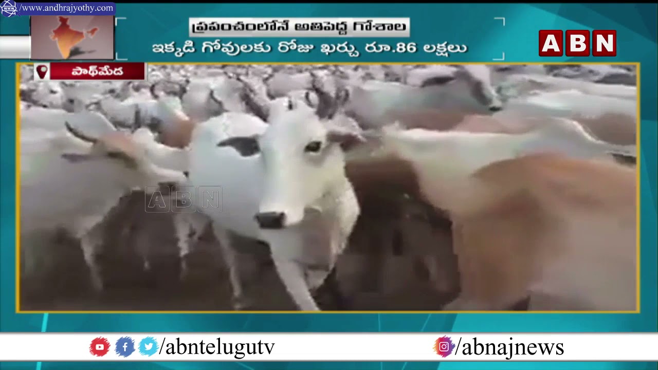 ప్రపంచంలో అతిపెద్ద గోశాల | World largest Goshala at Rajasthan | ABN Telugu
