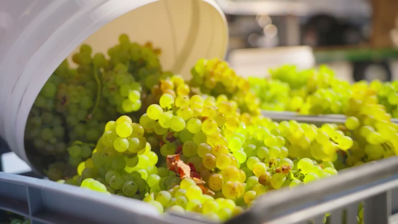The Next Generation Viticulture Programme