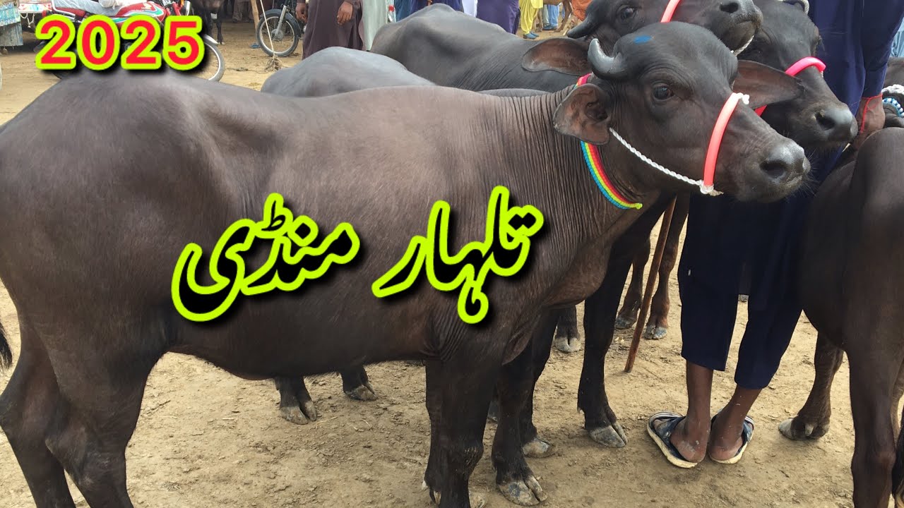 Talhar Mandi 2025