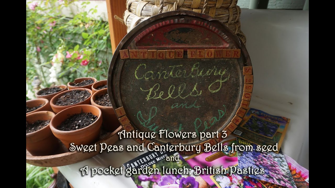 Antique flowers part 3 Canterbury Bells and Sweet Peas/Making a Pocket Garden Lunch...