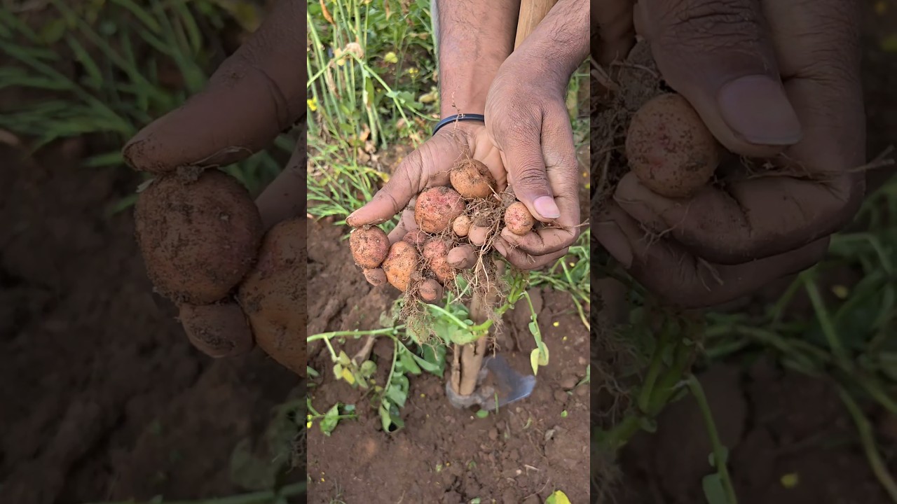 आज मैं निकला ताजा आलू Fresh Potato Harvest 
