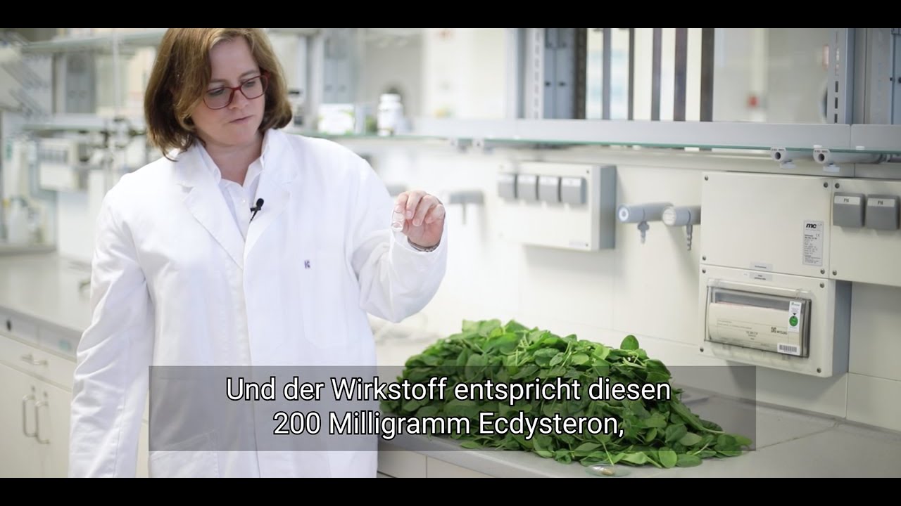 Popeye hatte Recht: Forscher der FU Berlin entdecken eine leistungssteigernde Substanz in Spinat.