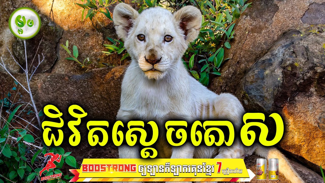 ជិវិតស្តេចតោស | ម្អម សម្រាយរឿង