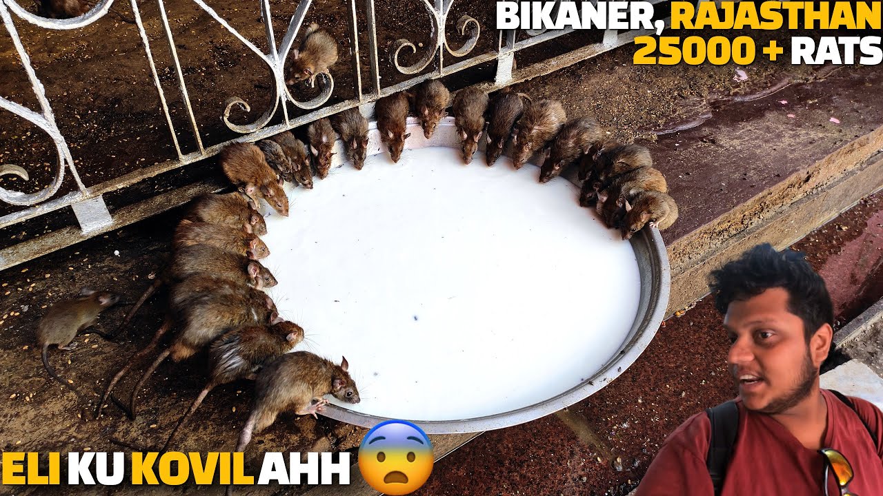 Eli 🐀  ku kovil ah 😲 | Rat temple in Bikaner Rajasthan | Bikaner tour | incredible India