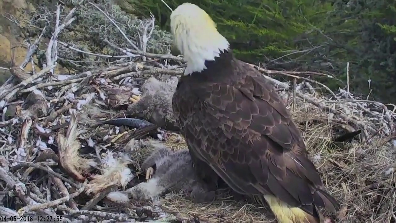 Bald eagle reacts to earthquake