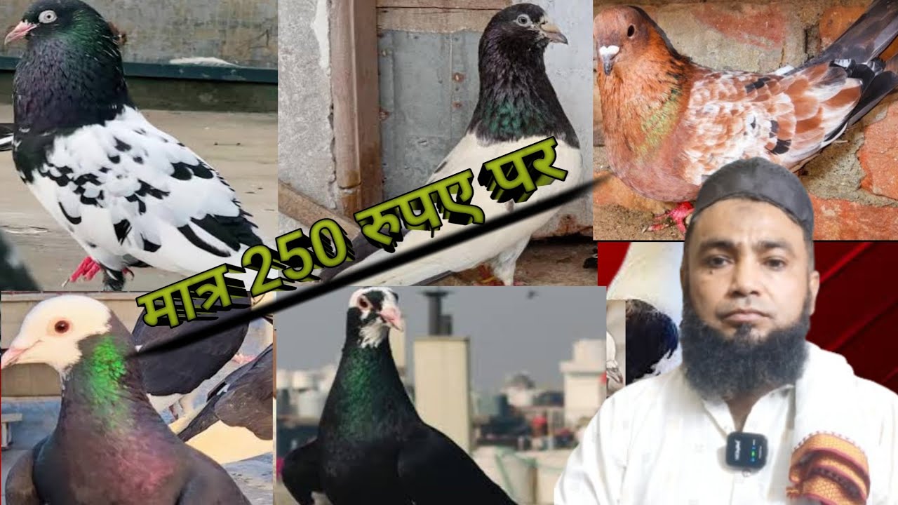Rampuri sharanpuri madrasi  gole kabutar | punjabi chhatri wale kabutar | 