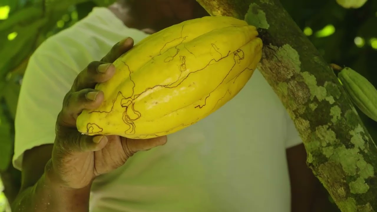 Video Introductorio-Proyecto Cacao Trace RD