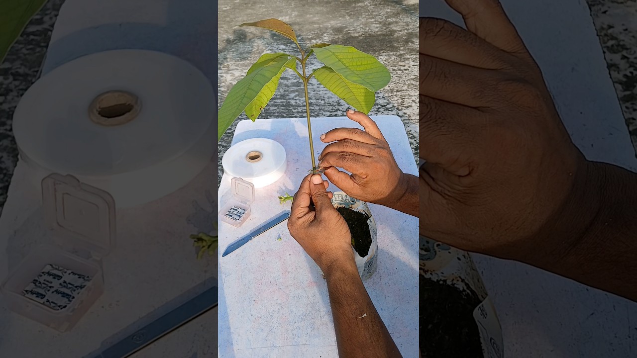 Stone/epicotyl grafting how to do stone grafting आम पर  गुठली कलम कैसे करें #shortvideo #mangoplant