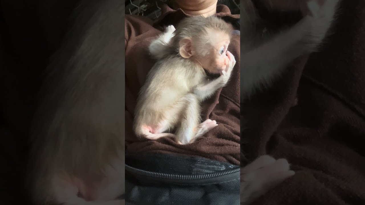 Mary sit with momy happily #mary #monkey #animals