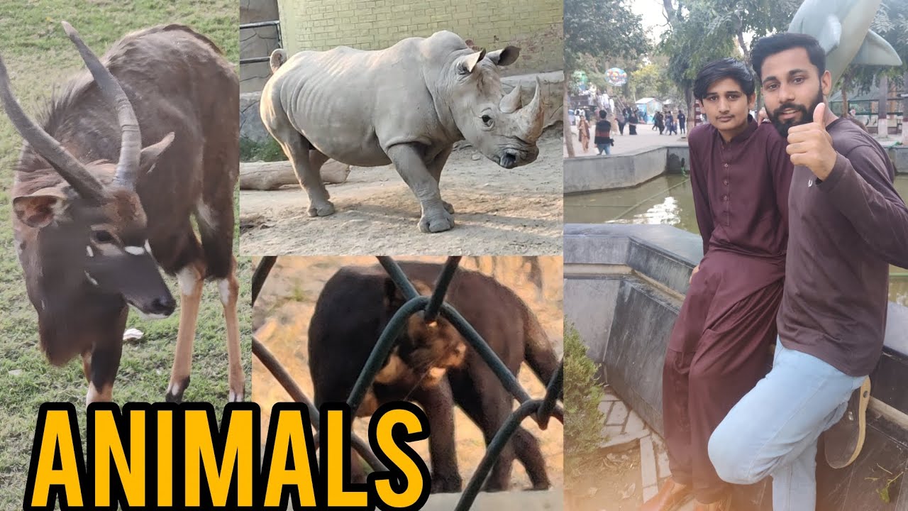 Enjoy my friend lahaur zoo 🐅🦍🐢🐯