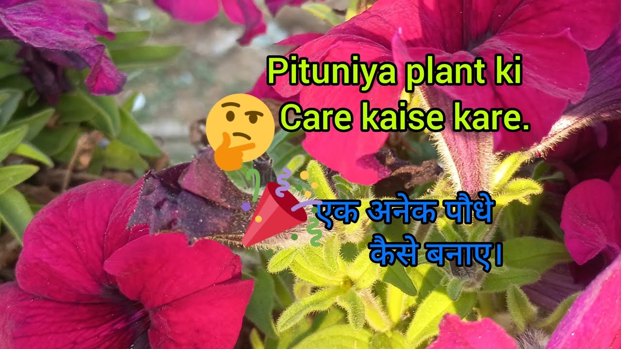पिटुनिया प्लांट की केयर कैसे करे।