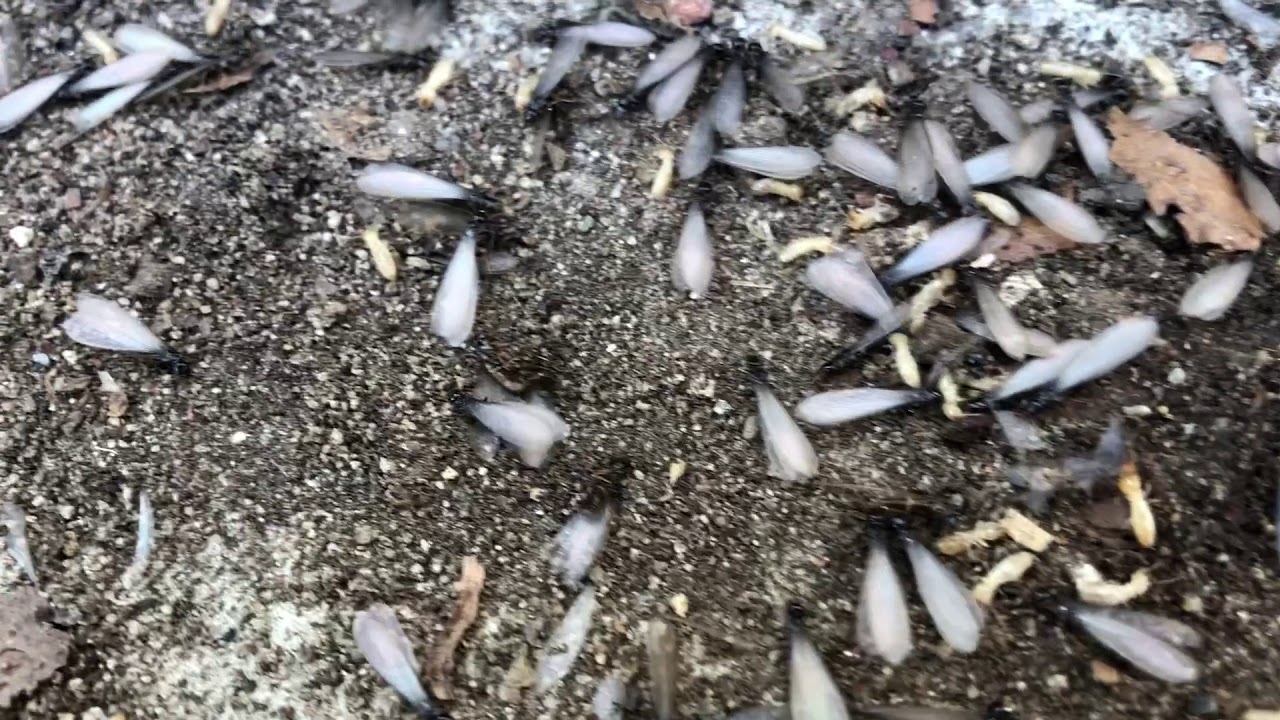 Subterranean Termite Swarmers