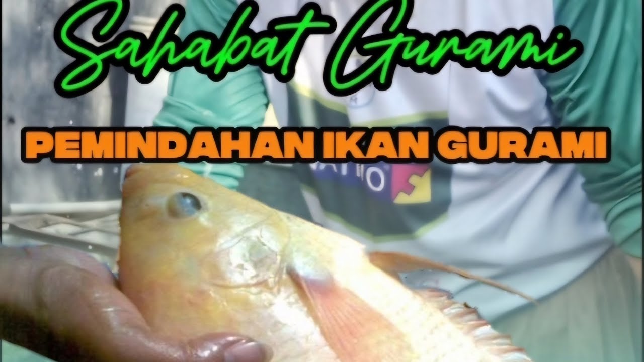 | Pemanfaatan Lahan Sempit | Budi Daya Gumari