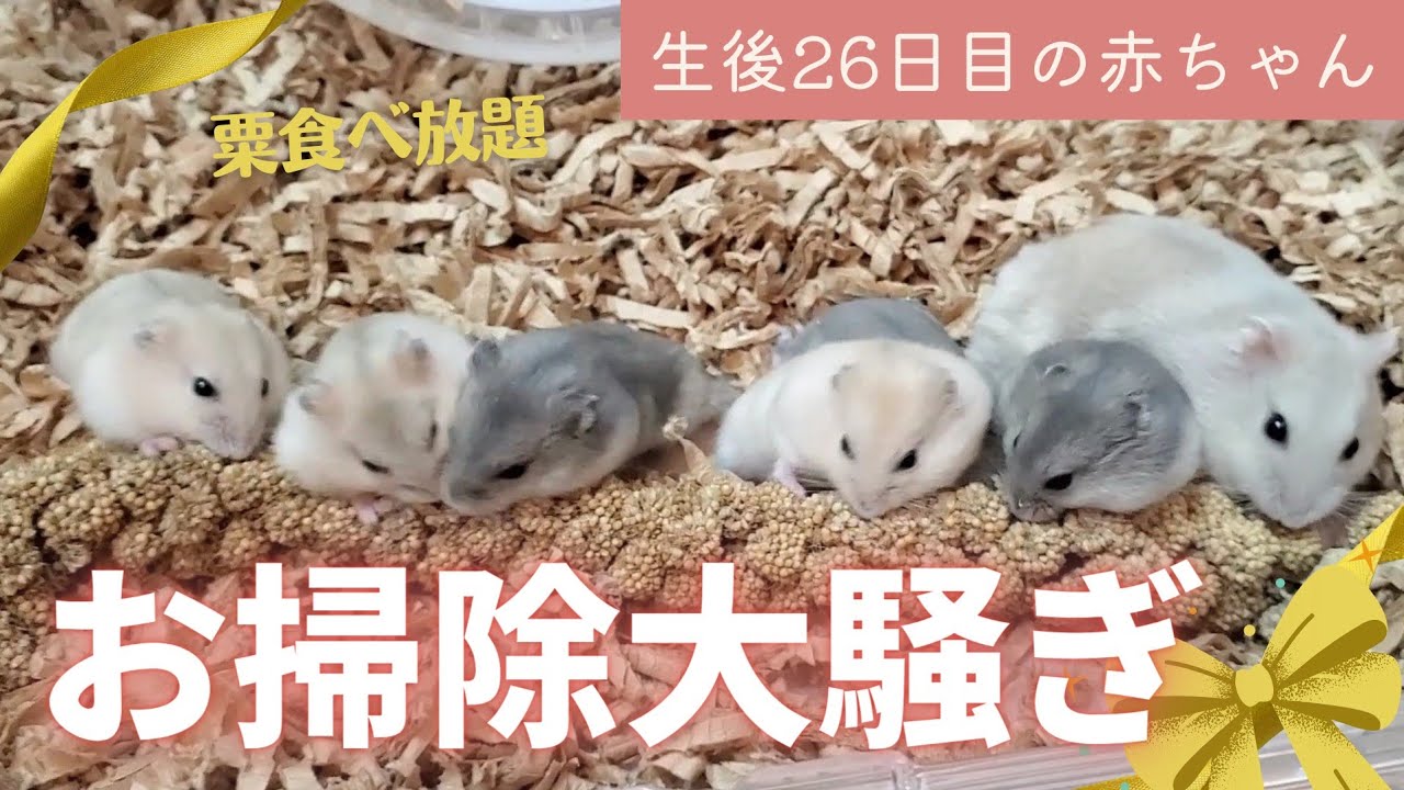 【生後26日目】お掃除中の大騒ぎ～ジャンガリアンハムスター