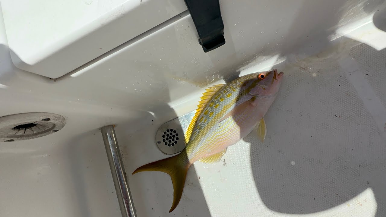 New boat ( Sea hunt Gamefish 25) and a little fishing!