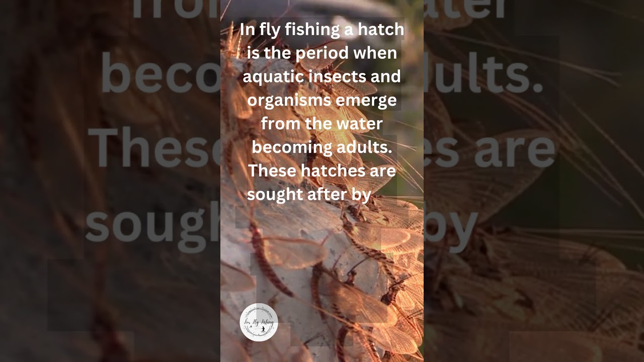 What is a Hatch?