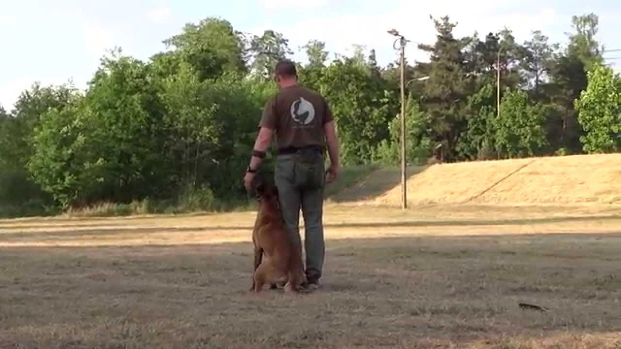Szkolenie ps&oacute;w. Dog Work