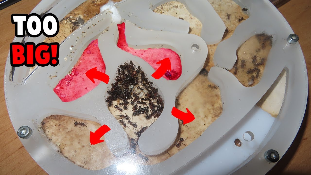 When Should I Move My Ant Colony?