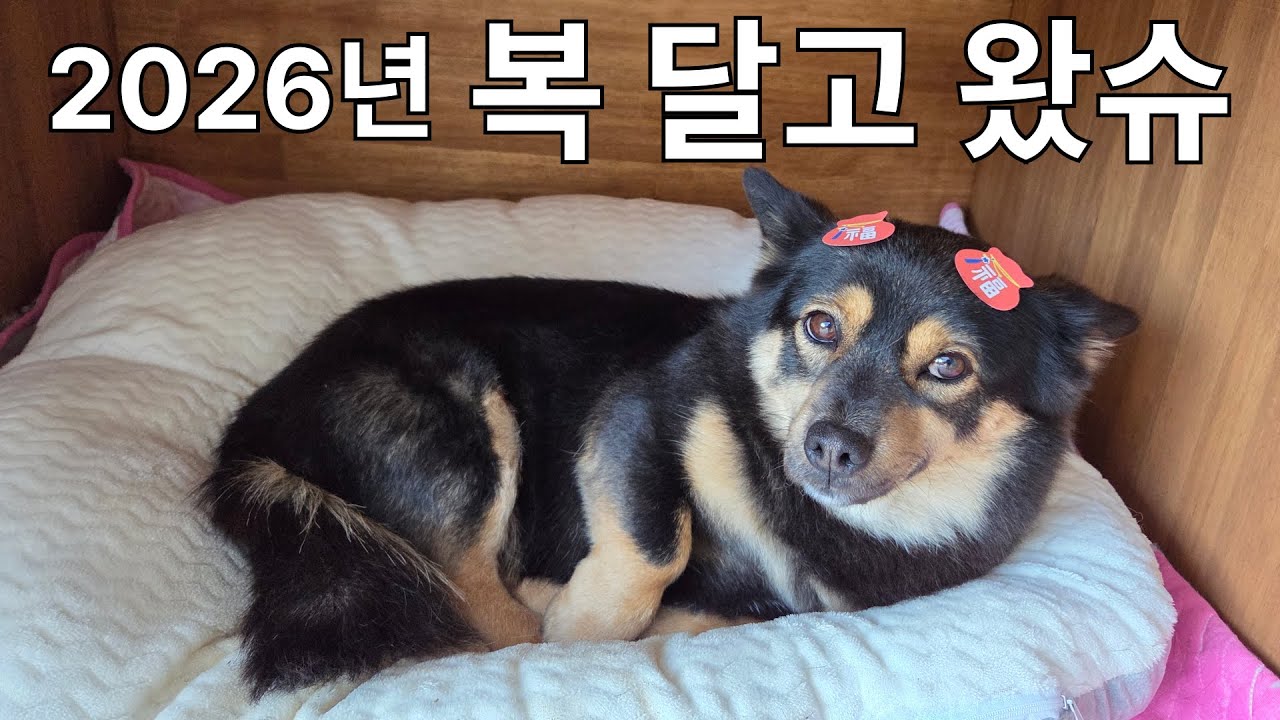 이 영상을 보면 복이 들어갈겨~